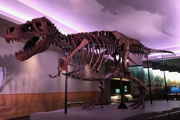 SUE returns to the Field Museum