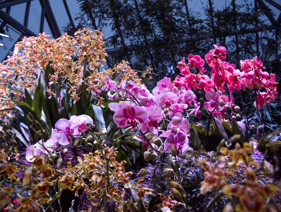 Orchids Show at Chicago Botanic Garden