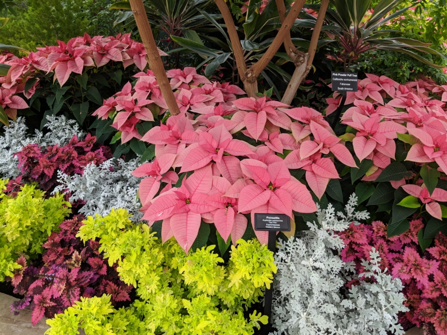 Garfield Conservatory Holiday Flower Show