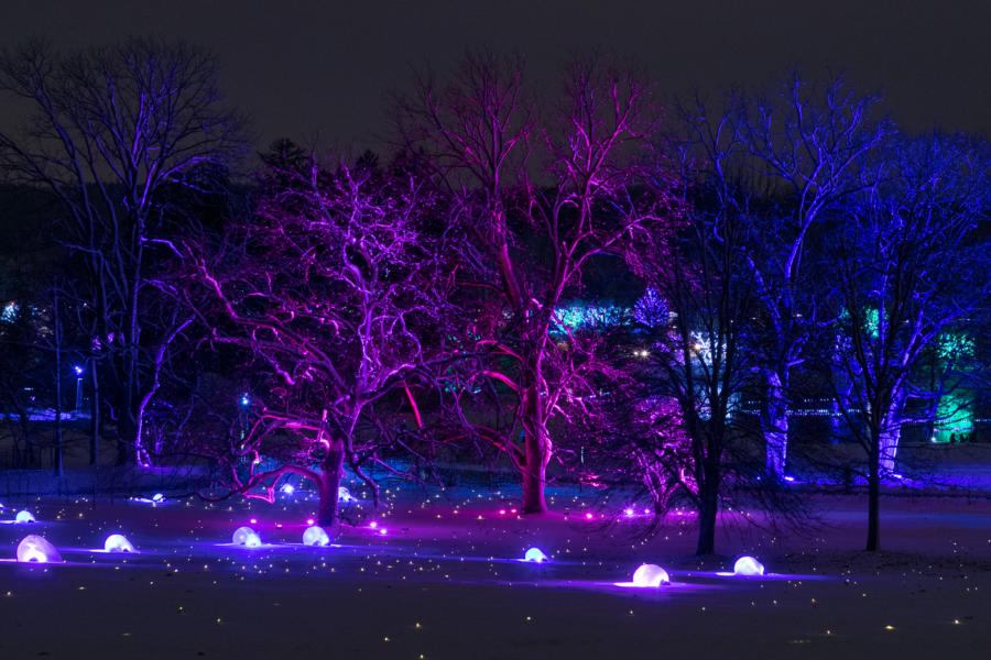 winter trees with lights