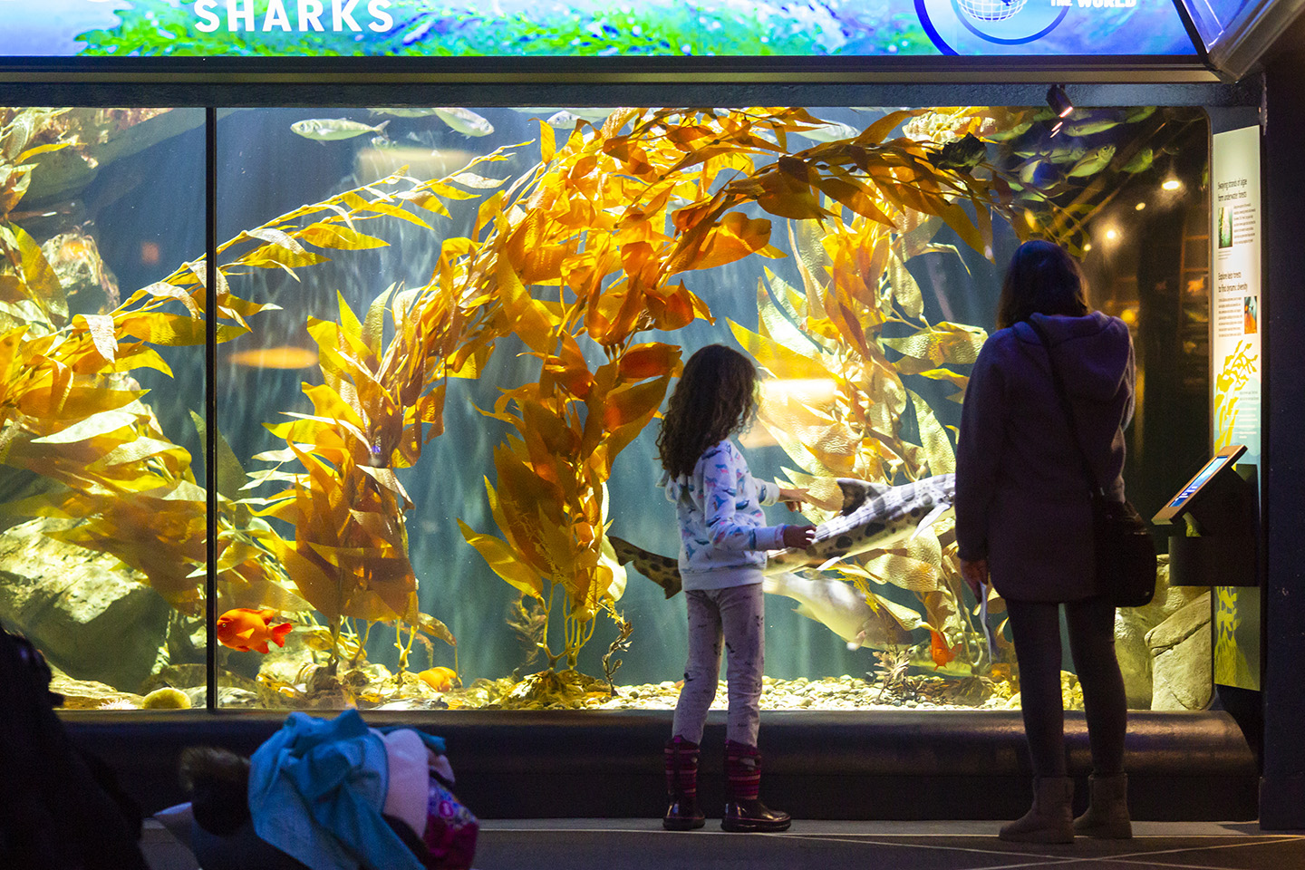 Switch adapted aquarium for people with disabilities.