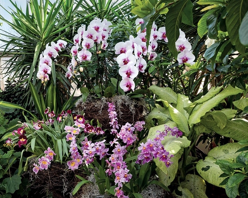 Orchid Show at Chicago Botanic
