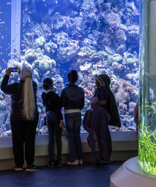 Shedd Aquarium