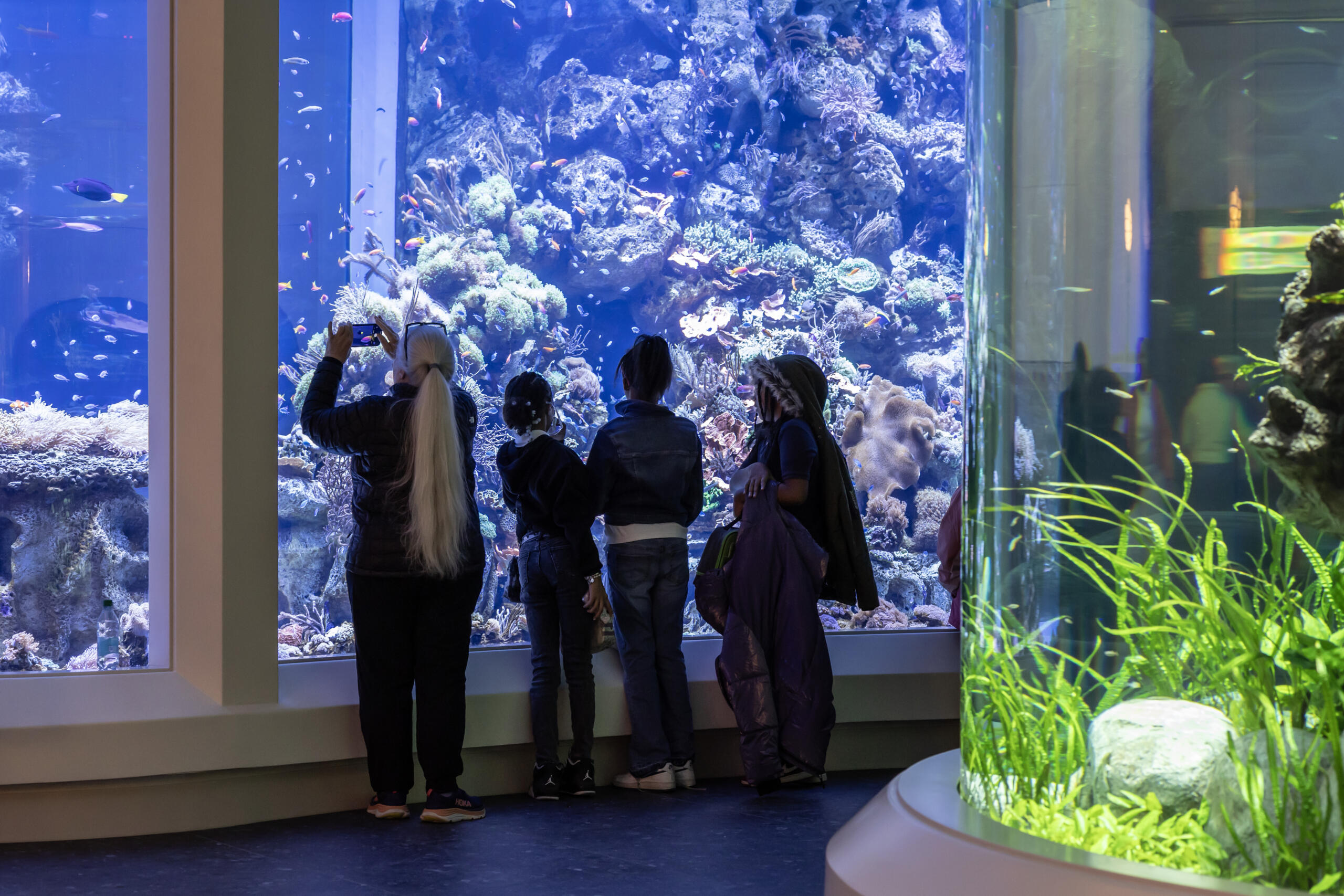 Explore Chicago’s Shedd Aquarium