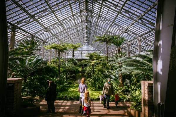 Garfield Park Conservatory fern room