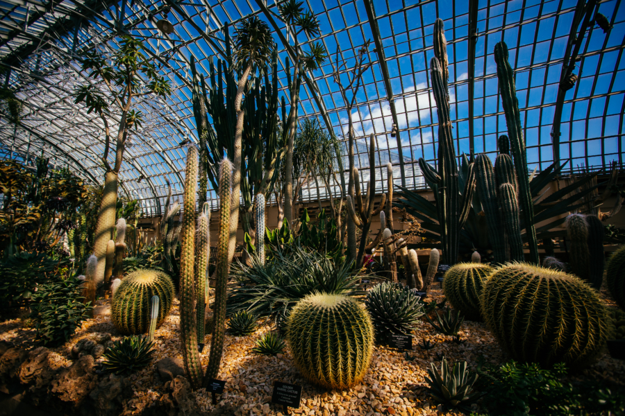 Chicago Conservatories Lincoln Park Garfield Park Greenhouses