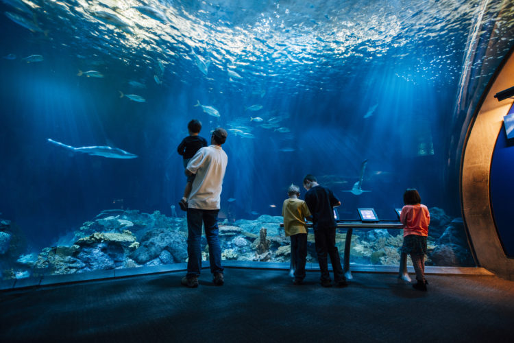 Shedd Aquarium Chicago kids