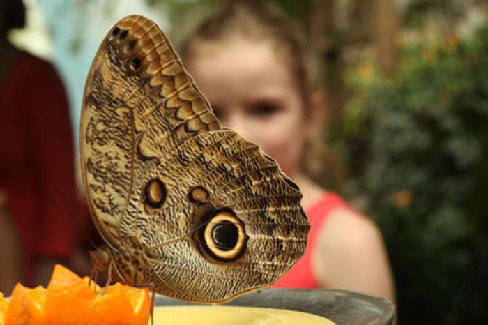 Peggy Notebaert Nature Museum Butterfly