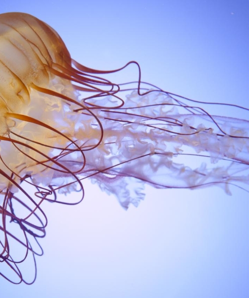 Shedd Aquarium Jellyfish
