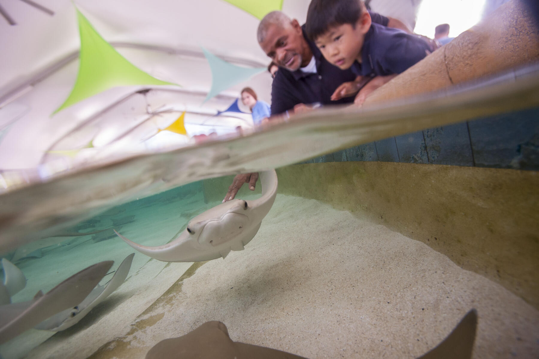 Children at Stingray Touch at the Shedd Aquarium