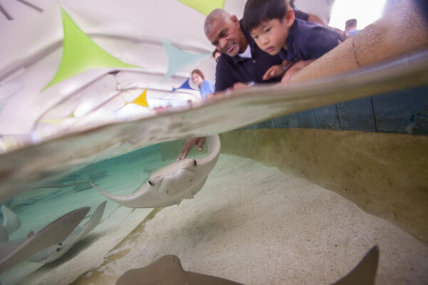 Bridget Coughlin’s kids, kids at Shedd, kids at Stingray Touch, Stingray Touch