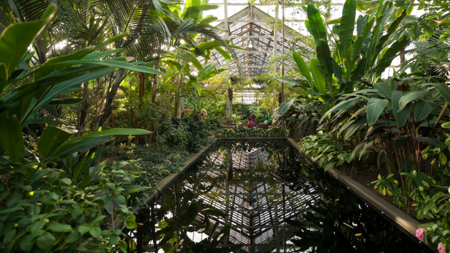 Stroll through the scenic Garfield Park Conservatory