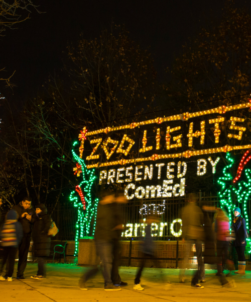 Zoo Lights