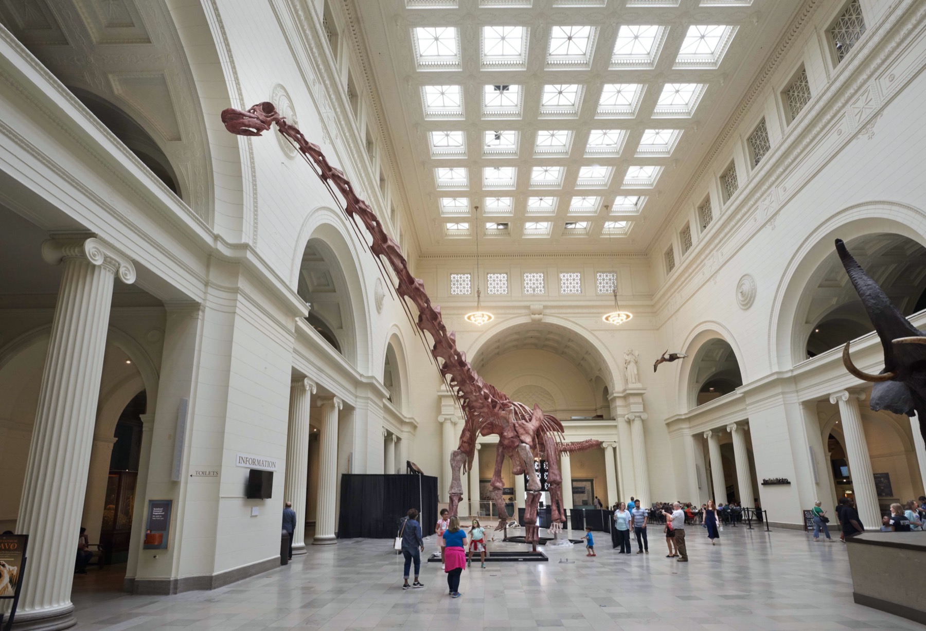 Maximo at The Field Musem