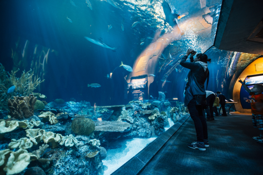 oceanarium chicago