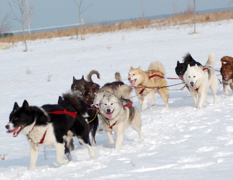 Polar Adventure Days