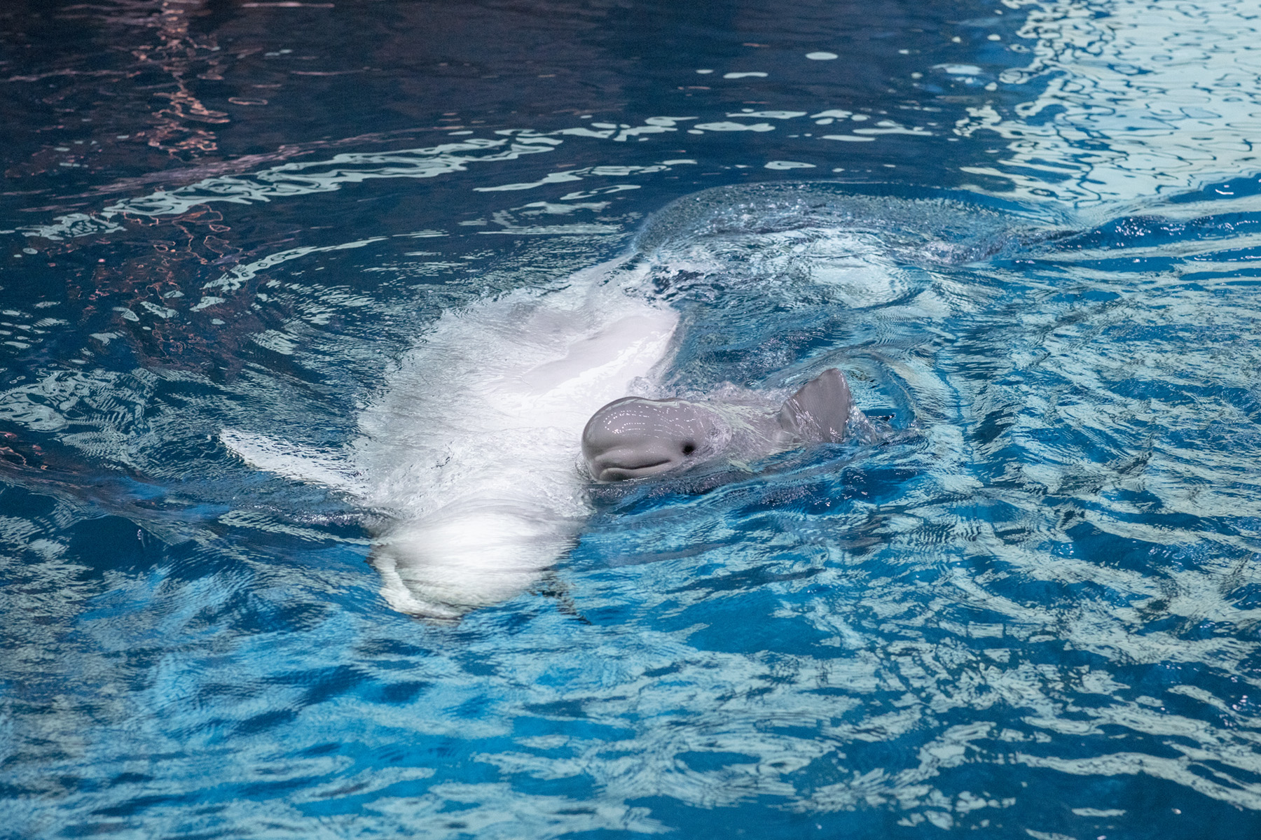 Baby beluga