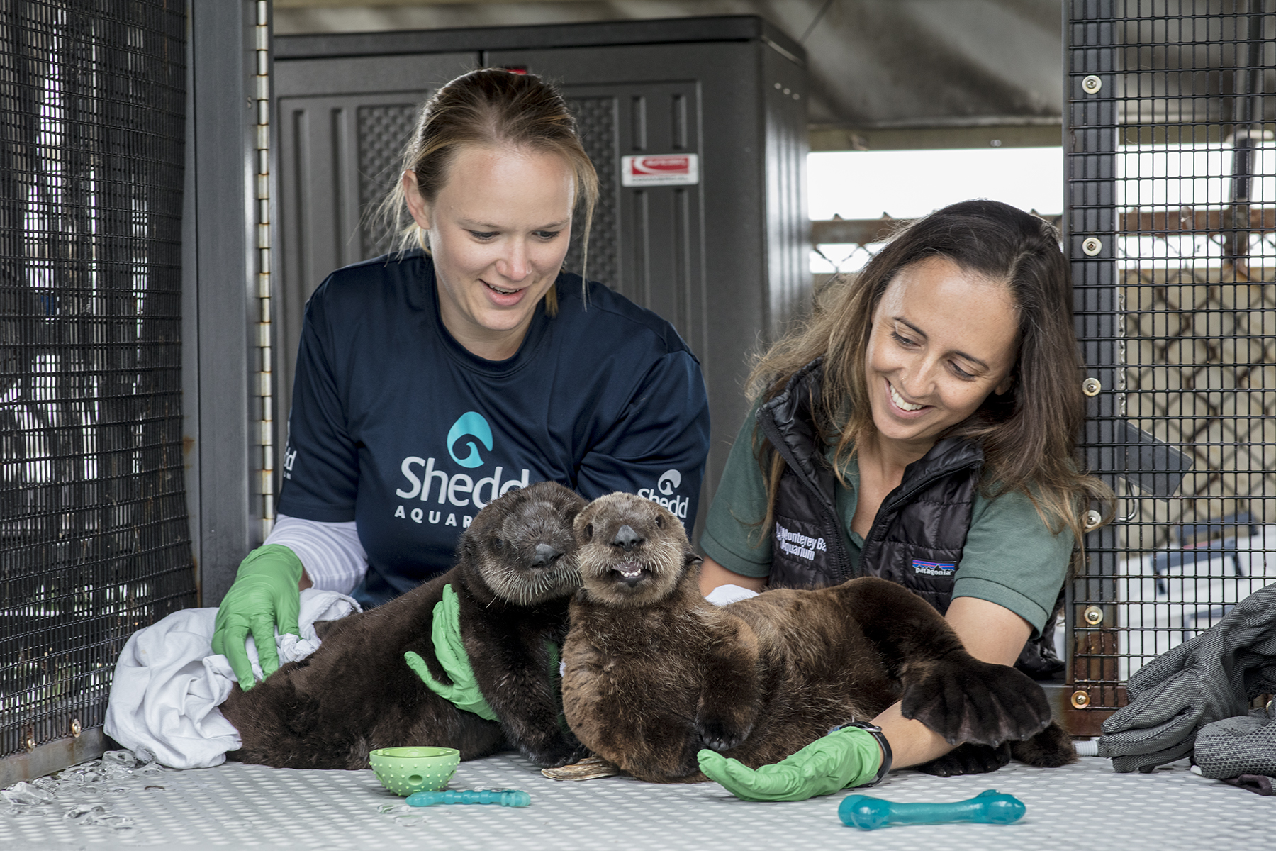 Baby otters Shedd Aquarium