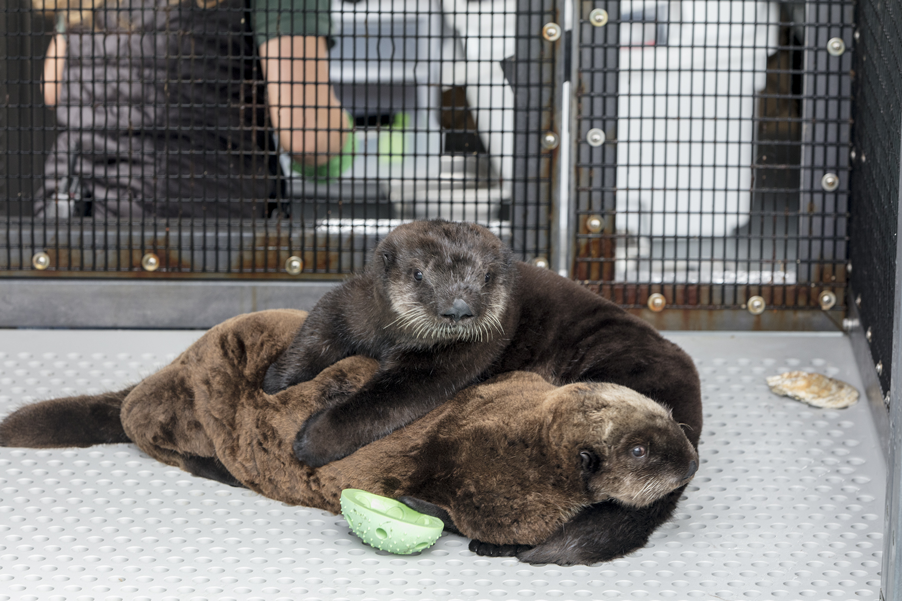 Sea otters at Shedd Aquarium