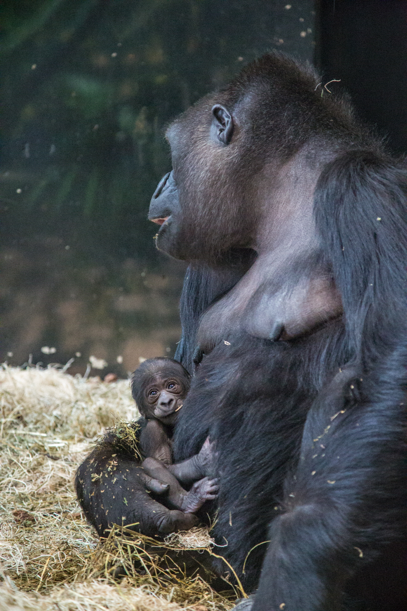 Baby gorilla at Lincoln Park Zoo