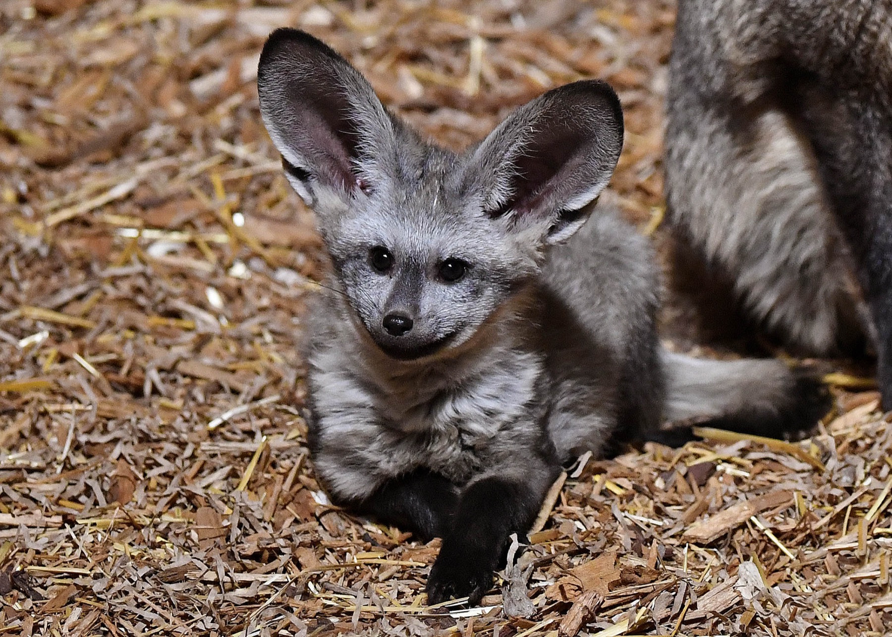Bat eared fox kit at Brookfield Zoo