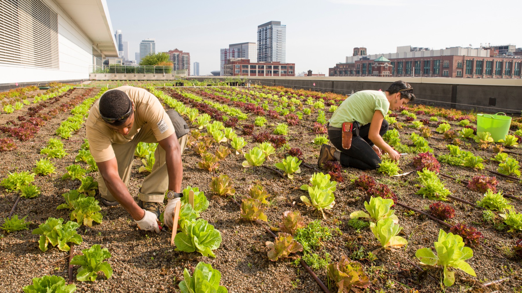 Two people tend to a Chicago rooftop farm