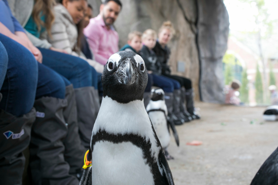 A Visitor's Guide to Lincoln Park Zoo