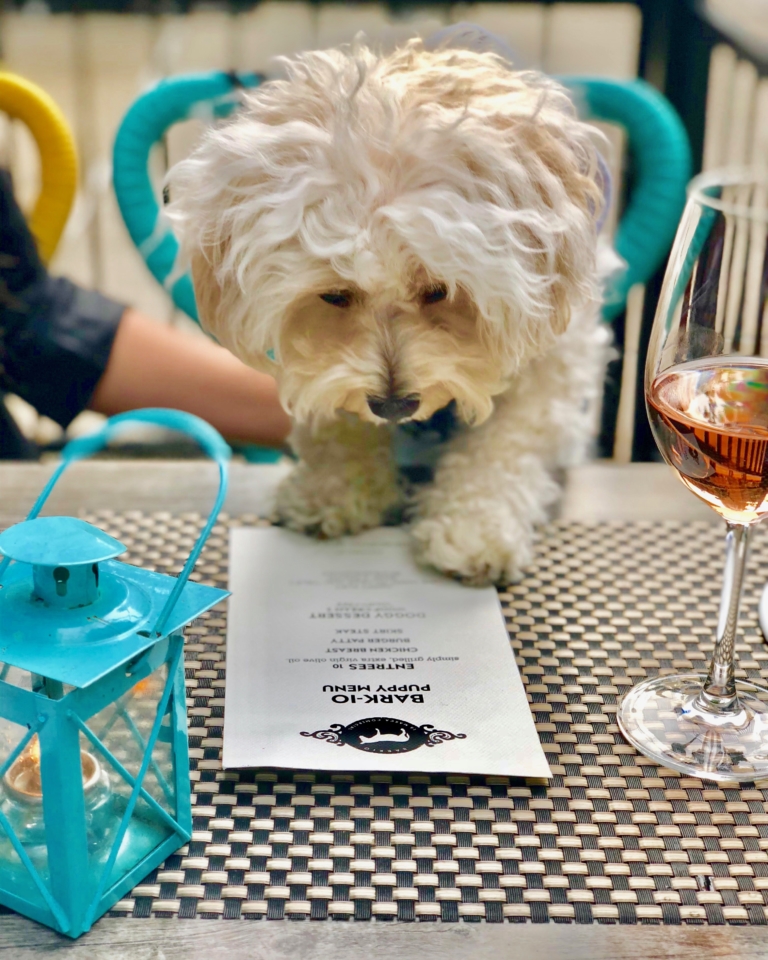 Chicago’s dogfriendly bars and restaurants Choose Chicago