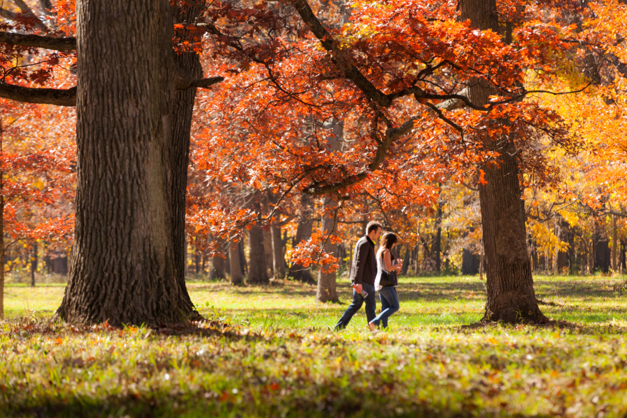 Morton Arboretum- Autumn Foliage