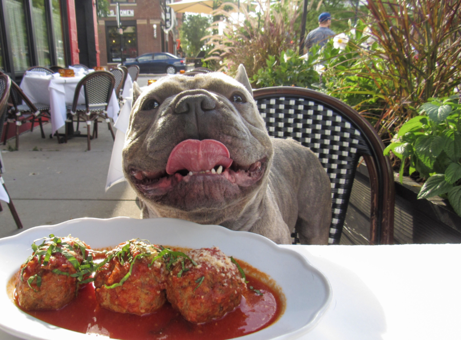 A dog at the Formentos patio