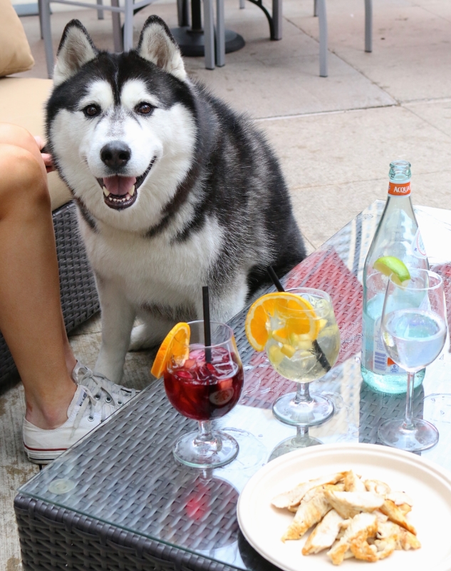 Siena Tavern patio with siberian husky