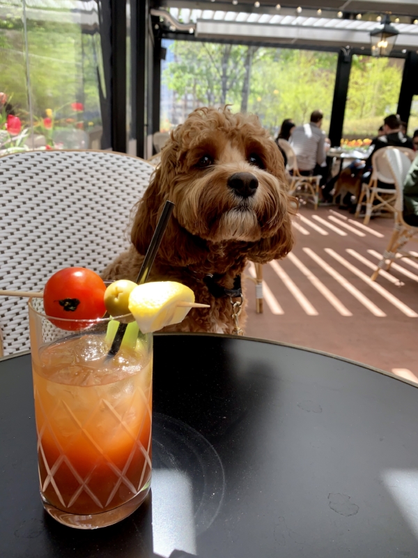 Taureaux Tavern patio with small brown dog