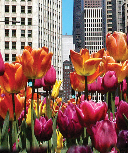 Chicago Like a Local Official Chicago Travel Guide & Blog