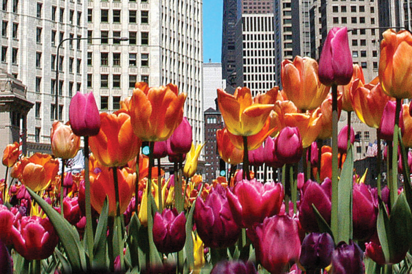 Tulips in Chicago