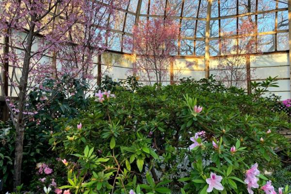 Posts In Chicago Flower Garden Show At Navy Pier Choose Chicago