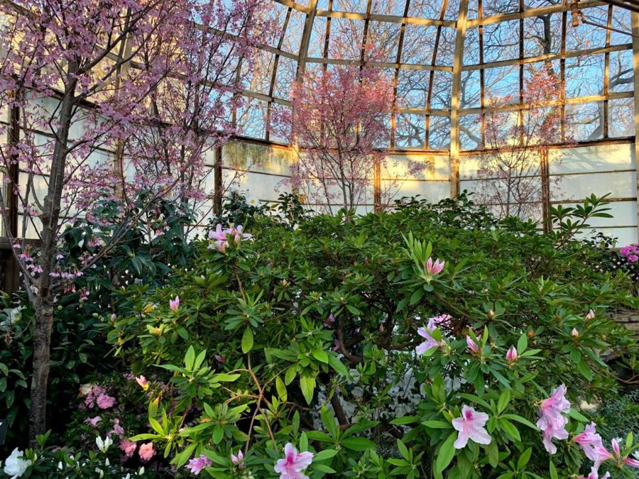 Celebrate spring at Chicago's best flower and garden shows Choose Chicago