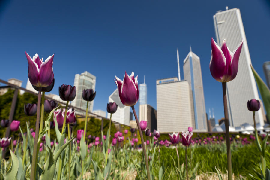Chicago tulips during spring