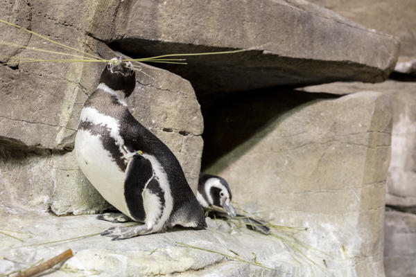 penguins nesting 2020