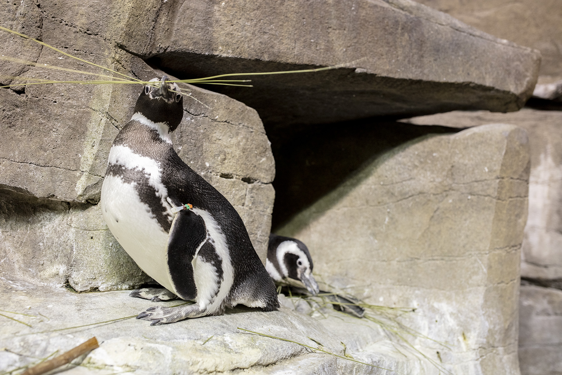 penguins nesting shedd