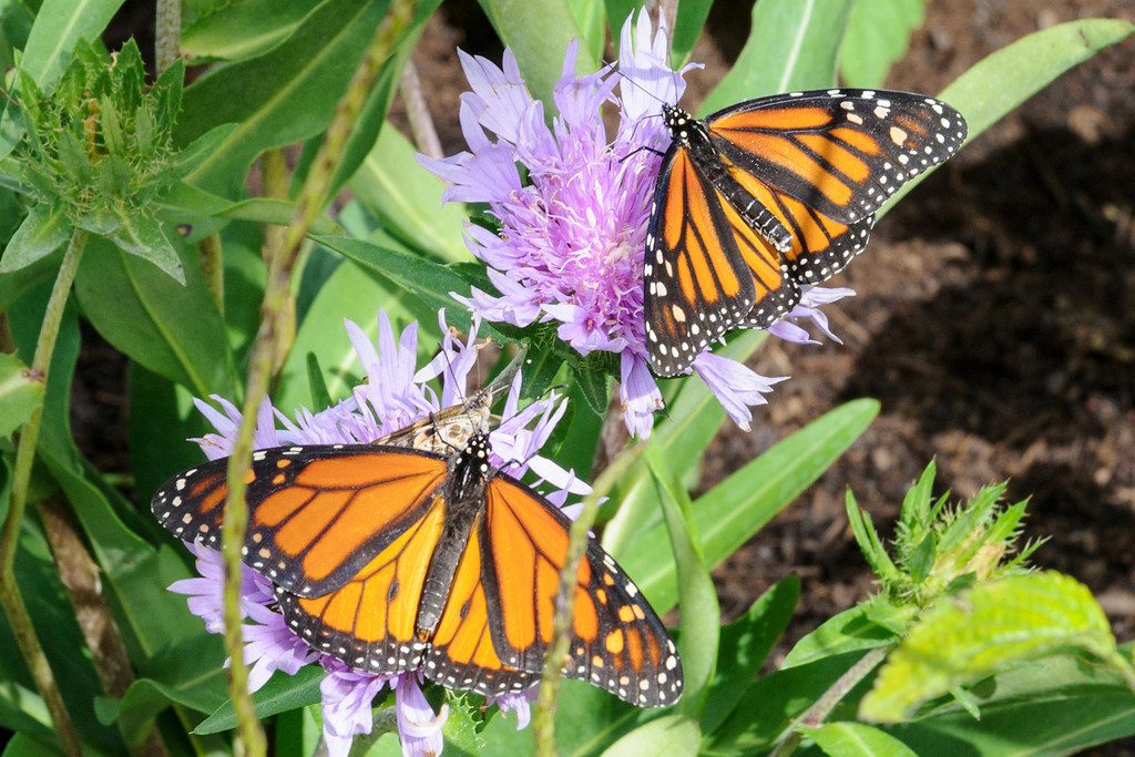 Chicago Botanic GardenButterflies and Bloomsby Bill Bishoff_WCB1336XL