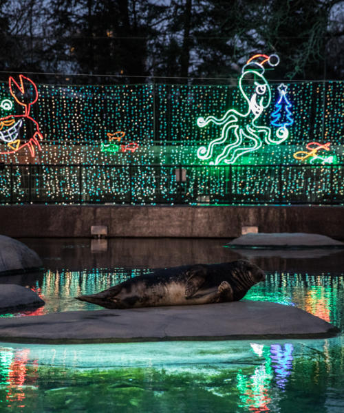 ZooLights at Lincoln Park Zoo