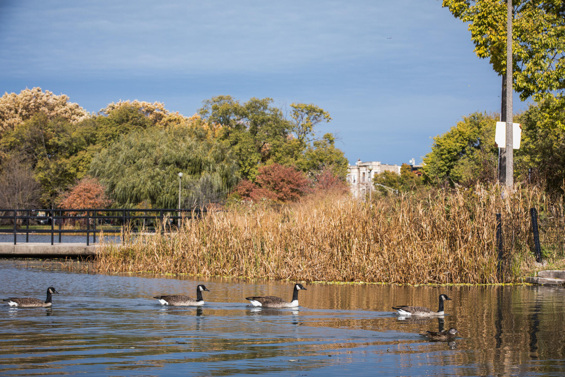 Humboldt Park in fall