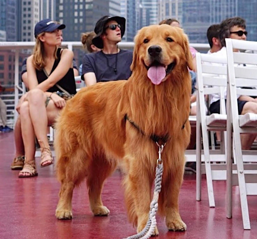 A pup aboard a Chicago cruise