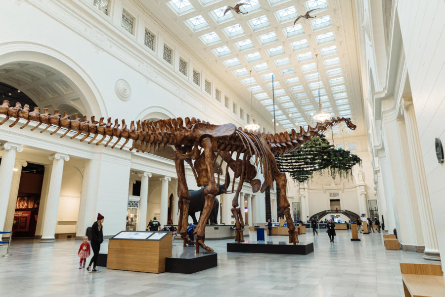 Field Museum with guests in compliance with social distancing rules