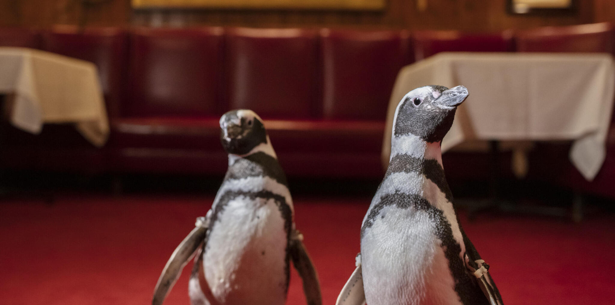 Shedd Aquarium penguins bring conservation to Chicago Restaurant Week ... - 048A9096 ScaleD E1616771364512 2048x1018