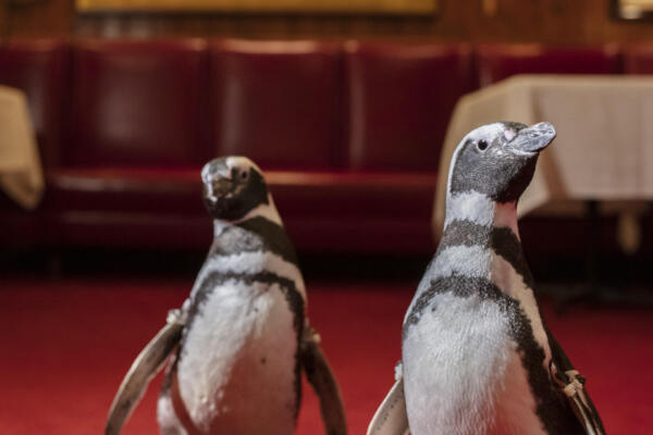 Shedd penguins
