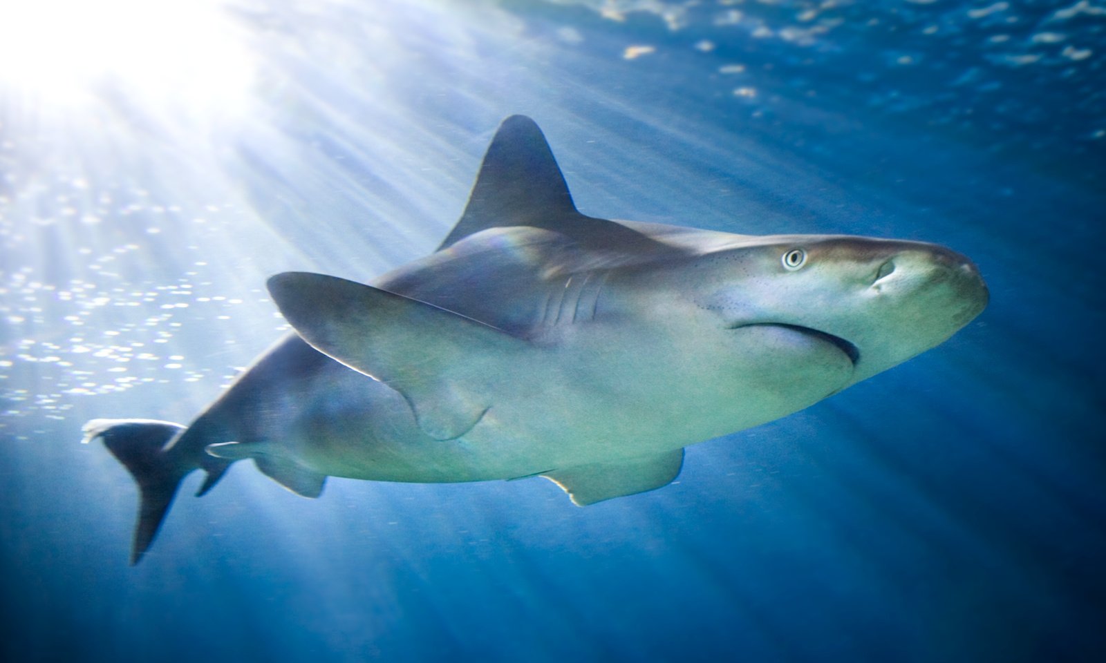 Virtual Shark Feeding Tour