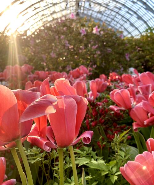 Garfield Park conservatory spring flower show