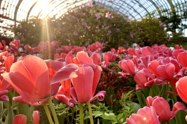 Garfield Park conservatory spring flower show