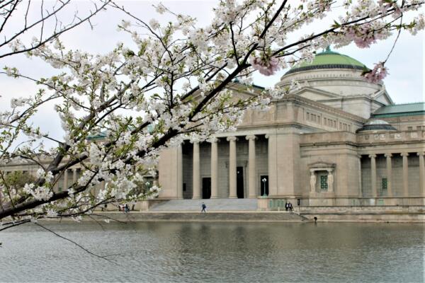 Where to see spring flowers in Chicago